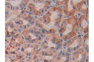DAB staining on IHC-P; Samples: Mouse Stomach Tissue (HEXB antibody  (AA 294-435))