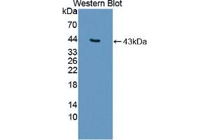 Figure. (OAS2 antibody  (AA 11-346))