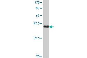 Western Blot detection against Immunogen (38. (Moesin antibody  (AA 422-531))