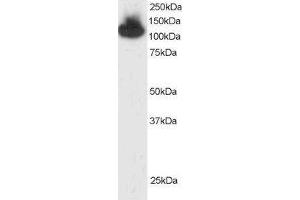 ABIN184913 (2 µg/mL) staining of HepG2 lysate (35 µg protein in RIPA buffer). (KAP1 antibody  (C-Term))