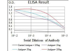 Image no. 5 for anti-MAP/microtubule Affinity-Regulating Kinase 3 (MARK3) antibody (ABIN1491518) (MARK3 antibody)