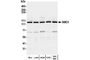 Western Blotting (WB) image for anti-Structural Maintenance of Chromosomes 3 (SMC3) (C-Term) antibody (ABIN7453572) (SMC3 antibody  (C-Term))