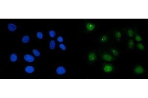 IF analysis of RAE1 using anti-RAE1 antibody (ABIN7602428). (RAE1 antibody  (AA 76-368))
