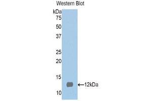 Western Blotting (WB) image for anti-S100 Protein (S100) (AA 2-94) antibody (ABIN1171955)