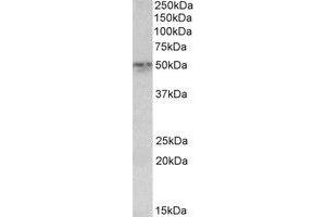 Western Blotting (WB) image for anti-Synaptotagmin II (SYT2) (AA 406-419) antibody (ABIN793258) (SYT2 antibody  (AA 406-419))