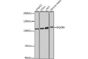 Western blot analysis of extracts of various cell lines, using DGCR8 antibody (ABIN7266761) at 1:1000 dilution. (DGCR8 antibody)