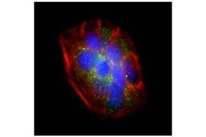 Immunofluorescence (IF) image for anti-Interferon Regulatory Factor 6 (IRF6) antibody (ABIN2665207) (IRF6 antibody)