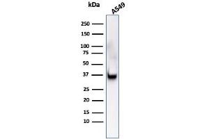 Western Blot Analysis of A549 cell lysate usingAnnexin A1 Mouse Monoclonal Antibody (Clone ANXA1/3566). (Annexin a1 antibody)