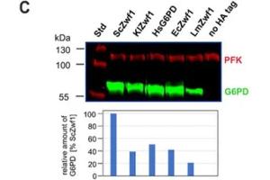 Western Blot of Anti-PFK Antibody. (PFKM antibody)