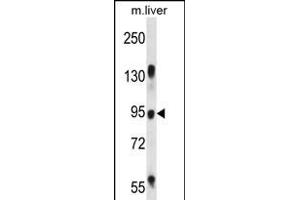 RASAL1 Antibody (Center) (ABIN656393 and ABIN2845688) western blot analysis in mouse liver tissue lysates (35 μg/lane). (RASAL1 antibody  (AA 309-337))