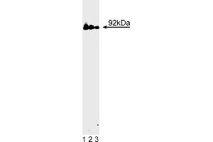 Western Blotting (WB) image for anti-Signal Transducer and Activator of Transcription 3 (Acute-Phase Response Factor) (STAT3) (AA 1-175) antibody (ABIN967809) (STAT3 antibody  (AA 1-175))