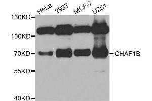Western blot analysis of extracts of various cell lines, using CHAF1B antibody. (CHAF1B antibody)