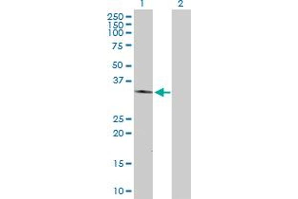 FOXL1 antibody  (AA 1-345)