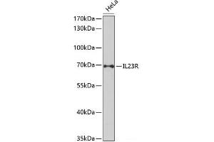 Western blot analysis of extracts of HeLa cells using IL23R Polyclonal Antibody at dilution of 1:1000. (IL23R antibody)