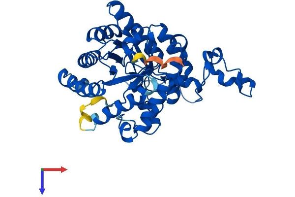 BHMT2 Protein (AA 1-363) (His tag)