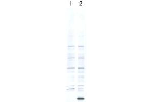 Western Blotting (WB) image for anti-EP300 Interacting Inhibitor of Differentiation 1 (EID1) (AA 1-19) antibody (ABIN3201017)
