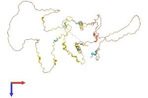 Family with Sequence Similarity 53, Member B (FAM53B) (AA 1-422) protein (His tag)