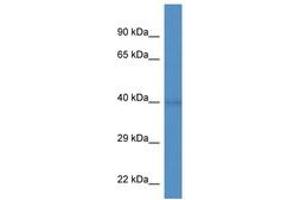 Image no. 1 for anti-WD Repeat Domain 92 (WDR92) (AA 155-204) antibody (ABIN6746356)