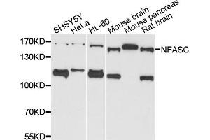 Western blot analysis of extracts of various cell lines, using NFASC antibody (ABIN5971561) at 1/1000 dilution. (NFASC antibody)