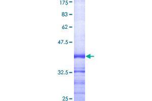 Image no. 1 for Caspase 1 (CASP1) (AA 1-100) protein (GST tag) (ABIN1348088)