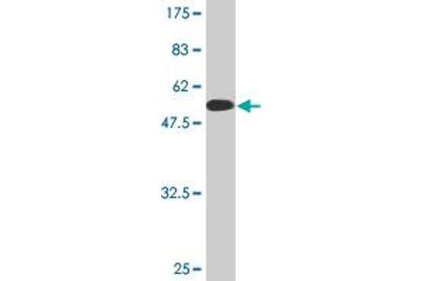 BNIP1 antibody  (AA 1-228)