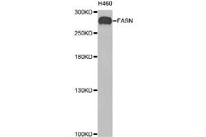 Western blot analysis of extracts of H460 cells, using FASN antibody (ABIN1872662) at 1:200 dilution. (Fatty Acid Synthase antibody)