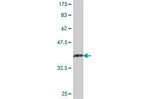 Western Blot detection against Immunogen (36. (RAB32 antibody  (AA 136-225))