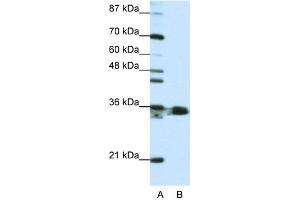 WB Suggested Anti-HNRPA1 Antibody Titration:  1. (HNRNPA1 antibody  (N-Term))