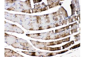 CA3 was detected in paraffin-embedded sections of mouse skeletal muscle tissues using rabbit anti- CA3 Antigen Affinity purified polyclonal antibody (Catalog # ) at 1 µg/mL. (CA3 antibody  (AA 14-235))