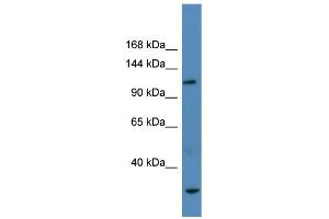 WB Suggested Anti-Ap3b1 Antibody Titration:  0. (AP3B1 antibody  (N-Term))