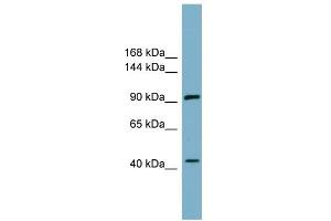 WB Suggested Anti-ITCH Antibody Titration:  0. (ITCH antibody  (N-Term))