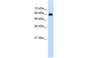 WB Suggested Anti-CDC23 Antibody Titration:  1.