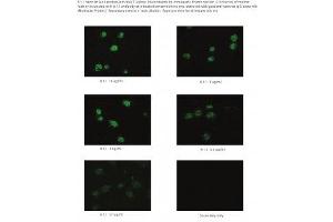 Image no. 1 for anti-Podoplanin (PDPN) antibody (ABIN1042655) (Podoplanin antibody)