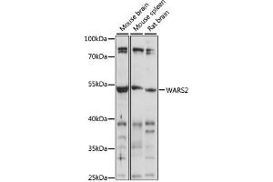 Western blot analysis of extracts of various cell lines, using W antibody (ABIN7271020) at 1:1000 dilution.