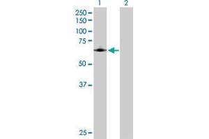 Western Blot analysis of PTGS1 expression in transfected 293T cell line by PTGS1 MaxPab polyclonal antibody. (PTGS1 antibody  (AA 1-599))