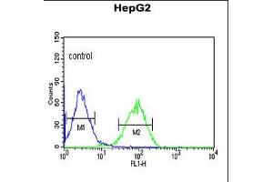Flow cytometric analysis of HepG2 cells (right histogram) compared to a negative control cell (left histogram). (NR5A1 antibody  (N-Term))