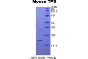 SDS-PAGE analysis of Mouse Tryptase Protein. (TPSAB1 Protein)