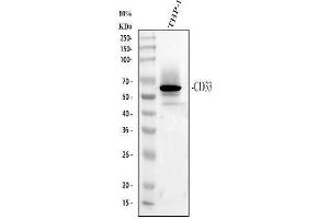 Western blot analysis of CD33 using anti-CD33 antibody (ABIN4886523).