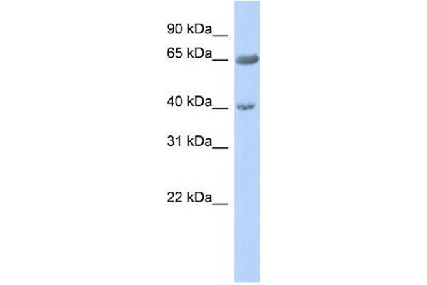 ZNF234 antibody