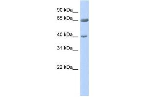 Western Blotting (WB) image for anti-Zinc Finger Protein 234 (ZNF234) antibody (ABIN2458172) (ZNF234 antibody)