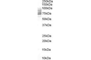 ABIN185530 staining (0. (PDE4D antibody  (C-Term))