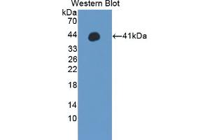 Western blot analysis of the recombinant protein. (WNT3A antibody  (AA 19-355))