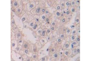 IHC-P analysis of Human Tissue, with DAB staining. (RGS19 antibody  (AA 1-217))