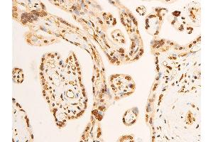 ABIN6267301 at 1/100 staining human placenta tissue sections by IHC-P. (EIF2S1 antibody  (pSer51))