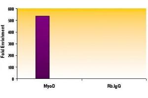 Histone H3K27me1 antibody (mAb) tested by ChIP. (Histone 3 antibody  (H3K27me))