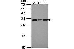 WB Image Sample (30 ug of whole cell lysate) A: 293T B: A431 , C: JurKat 12% SDS PAGE antibody diluted at 1:5000