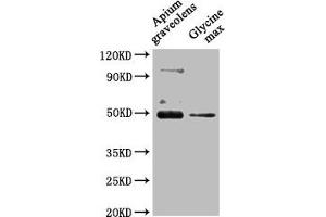 Western Blot Positive WB detected in: Apium graveolens leaf tissue, Glycine max leaf tissue All lanes: CRD1 antibody at 1:1000 Secondary Goat polyclonal to rabbit IgG at 1/50000 dilution Predicted band size: 48 kDa Observed band size: 48 kDa