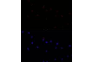 Immunofluorescence analysis of L929 cells using C antibody (ABIN7266034) at dilution of 1:100.