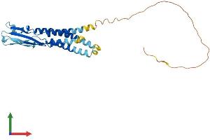 AlphaFold protein structure predicition of Mouse Recombinant Synpr Protein, UniprotID Q8BGN8 (Synaptoporin Protein (SYNPR) (AA 1-265) (His tag))