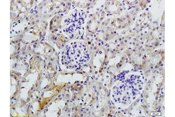 IL17 Receptor B antibody  (AA 351-450)